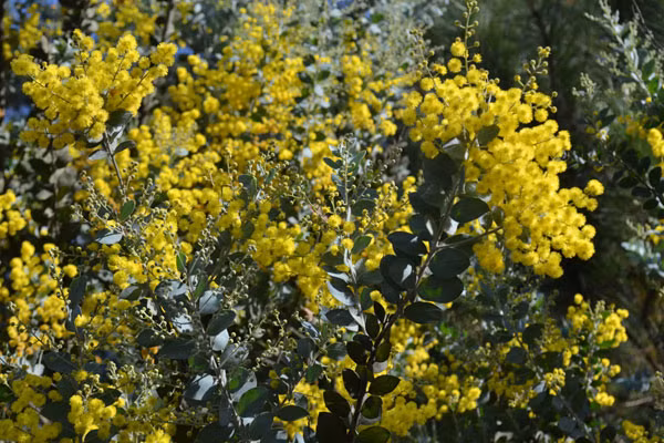 Thời điểm này, khi hoa đang nở rộ ở các nẻo đường, người ta cũng dễ dàng bắt gặp những tay máy chuyên nghiệp và bán chuyên nghiệp mải miết tìm góc độ để có được những bức ảnh đẹp ghi lại thời khắc Đà Lạt sang đông. Ảnh: Dulichdalat.com.
