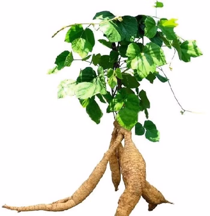 Với thân sắn dây tươi, bạn có thể dùng 12-16g thân sắc lấy nước uống. Hoặc tán thành bột và hòa với nước sạch ngậm sẽ đỡ viêm họng. Ảnh: Botsanday.vn.