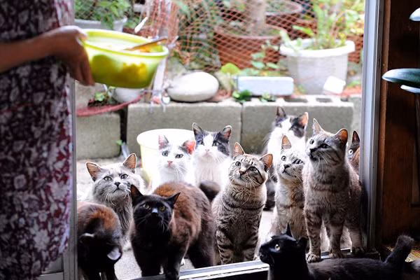 Với đủ các màu sắc từ trắng, đen, xám, mướp với đủ mọi kích cỡ từ mập đến cực kì mập, những chú mèo chính là nhân tố chính của ngôi làng. Ảnh: tin247.com.