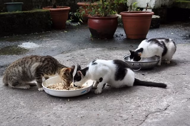 Cho đến khoảng năm 2008, một điều bất ngờ diễn ra tại ngôi làng Houtong, khi có một người nằm trong một tổ chức tình nguyện thu gôm những chú mèo bị bỏ rơi trong các khu phố để mang chúng đến một nơi có điều kiện sinh sống tốt hơn. Ảnh: evaair.biz.vn.