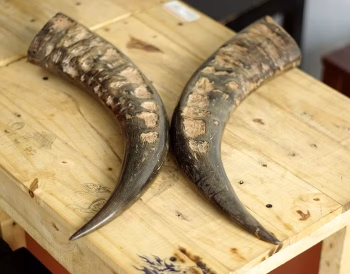 Kinh phong co giật. Sừng trâu cưa nhỏ đốt tồn tính tán mịn, uống với nước đun sôi để nguội mỗi lần 1 thìa. Ngày 2-3 lần. Kết hợp châm cứu sẽ thấy bài thuốc này phát huy tác dụng. Ảnh: Baonongnghiep.