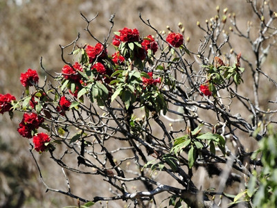 Những ngày tháng 4, trên con đường “chinh phục” đỉnh núi Fansipan (Sa Pa, Lào Cai), du khách được ngắm thỏa thích những cây đỗ quyên hàng trăm tuổi ở độ cao 2.200 - 3.200m đang đơm sắc rực rỡ, tô điểm cho núi rừng bạt ngạt.