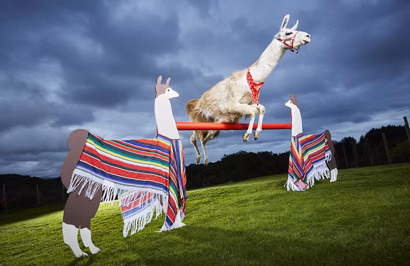 Chú lạc đà không bướu nhảy cao nhất thế giới sống ở Bắc Wales, nhảy cao nhất khoảng 1,17 mét.