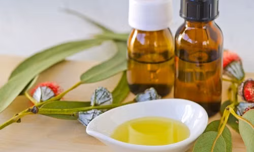 Điều trị các bệnh về hô hấp. Lá và dầu bạch đàn được sử dụng qua nhiều thế hệ cho các bệnh về hô hấp, đặc biệt có tác dụng làm giảm chất nhầy gây ra do viêm đường hô hấp. Với bệnh cảm lạnh hay các triệu chứng về cúm thông thường, chiết xuất từ lá bạch đàn cũng thể hiện tốt vai trò của mình khi điều trị.