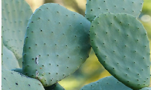 Kiem soat benh tieu duong bang la xuong rong va hoa dam but