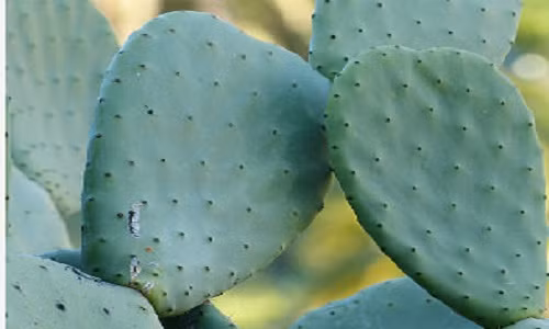 Kiem soat benh tieu duong bang la xuong rong va hoa dam but