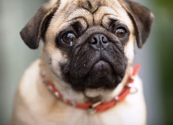 Cún cưng bị ốm: Nếu chẳng may con cún cưng của chàng đột nhiên lăn ra ốm, chàng cũng có thể khóc vì thương nó, nhất là khi nghĩ đến cảnh nó ốm rồi chết, chẳng ở bên chàng nữa. Ảnh: Tiền Phong.