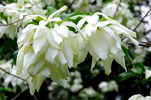  Cây bướm bạc thuộc họ cà phê và thường mọc hoang ở các vùng đồi núi của Việt Nam. Thành phần hóa học chính của cây bao gồm acid hữu cơ và acid amin có công dụng chữa bệnh tốt, đặc biệt với bệnh ho hen. Ảnh: hungvuongdalat.info.