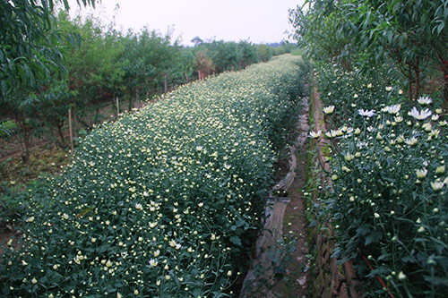 Chỉ còn ít ngày nữa thôi, những bông cúc họa mi nở rộ báo hiệu màu đông sắp đến. Ảnh:Tiền Phong.