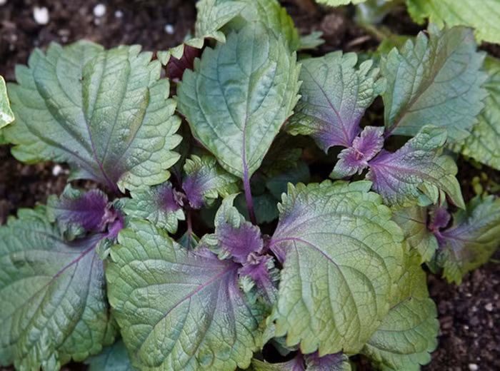 Tía tô. Lá tía tô là một loại thảo dược dùng để chữa trị rất nhiều bệnh trong dân gian. Với viêm đại tràng có thể nấu những món ăn hàng ngày có nguyên liệu là lá tía tô hoặc người bệnh viêm đại tràng có thể uống nước lá tía tô thường xuyên giúp cải thiện tình trạng bệnh rất tốt và an toàn. Ảnh: Thuockydieu.