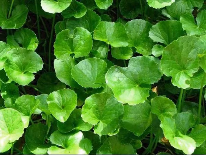 Rau má. Dùng kim ngân hoa, cát căn, bồ công anh, rau má mỗi loại 12g và quả dành dành 8g. Đem các nguyên liệu sắc uống trong ngày. Loại rau này còn có thể dùng để trị táo bón do đại tràng bị nhiệt, hay dùng chữa mụn nhọt, lở ngứa. Ảnh: Baithuocdongy.