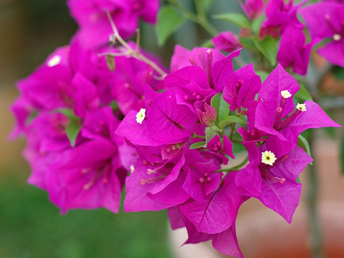 Trời càng nắng oi, những bông hoa giấy ở đây càng rực rỡ, sum suê tạo ra khung cảnh mát mẻ, bình yên. Ảnh: ivuvu.com.