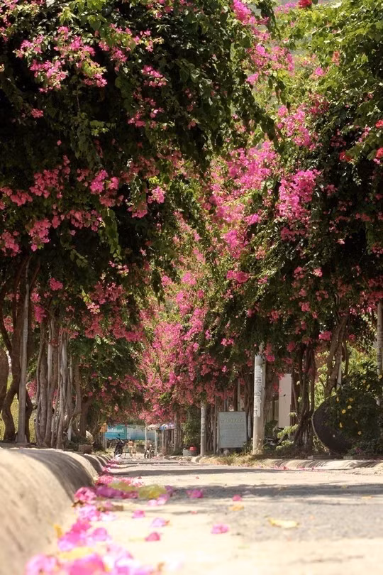 Chỉ rộng chừng 5m, dài hơn 100m, nhưng đây là nơi được trồng nhiều hoa giấy nhất, kể từ năm 2000. Ảnh: nld.com.vn.