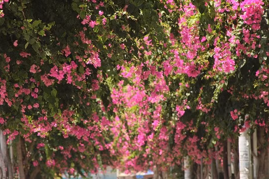 Đường Bạch Thái Bưởi (Phước Đồng, Nha Trang, Khánh Hòa) được mệnh danh là cung đường hoa giấy đẹp nhất Nha Trang. Ảnh: Tin tức Khánh Hòa.