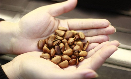 1. Hỗ trợ giảm cân. Một trong những công dụng của hạt thông là hỗ trợ giảm cân. Nếu bạn đang cố gắng giảm cân, ăn hạt thông có thể giúp bạn giảm sự thèm ăn. Nghiên cứu cho thấy, axit béo có nguồn gốc từ hạt thông giúp giải phóng nhiều cholecystokinin (CCK), một hormone ức chế sự thèm ăn. Ảnh: Vuahat.org.