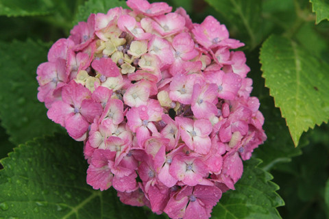 Mùa hoa cẩm tú cầu ở Nhật Bản chỉ kéo dài đến giữa tháng 7.