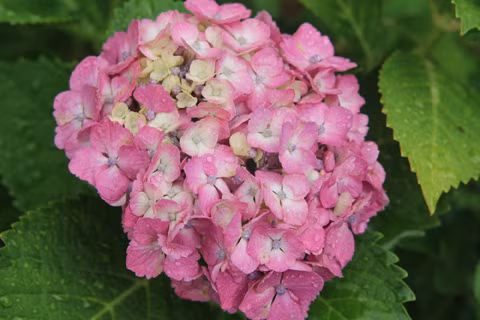 Mùa hoa cẩm tú cầu ở Nhật Bản chỉ kéo dài đến giữa tháng 7.