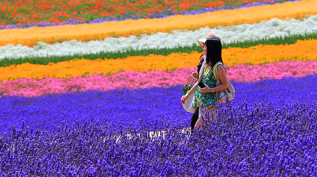 Chẳng cần tới vùng Địa Trung Hải xa xôi, chỉ với chuyến du lịch đến Hokkaido - Nhật Bản, bạn sẽ được thỏa mãn niềm yêu thích hoa oải hương. Chưa kể, bạn còn được trải nghiệm hoạt động cắt hoa và ép tinh dầu.