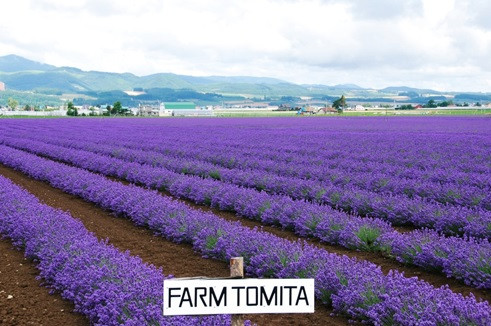 Hoa oải hương ở Nhật Bản thường nở rộ vào giữa tháng 7 đến đầu tháng 8.