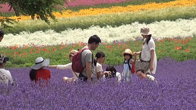 Ở Hokkaido, 3 địa điểm nổi tiếng với loài hoa thuộc xứ sở ôn đới mà bạn chớ quên như nông trại tím Tomita, Lavender East, vương quốc hoa Kamifurano.