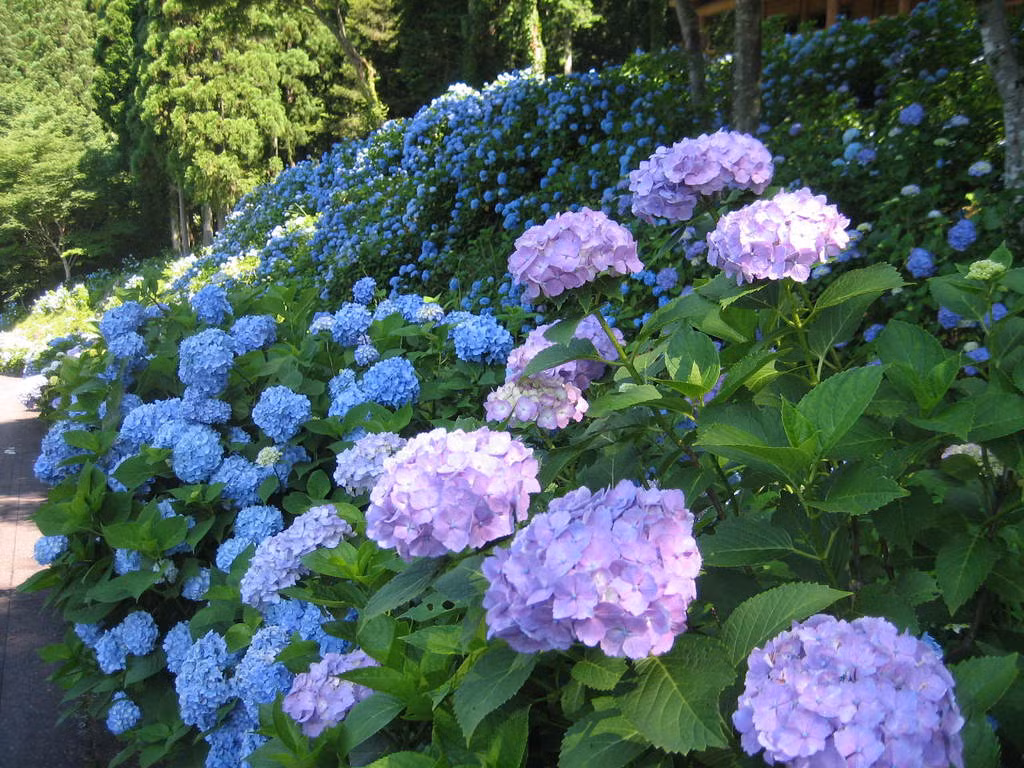 Ban đầu hoa có màu trắng, sau đó biến dần thành màu lam hoặc hồng, cuối cùng chuyển sang màu tím. Nếu may mắn bạn còn được ngắm nhìn một cây xuất hiện cả hai màu hoa: hồng và lam hay sắc màu tím, hồng.