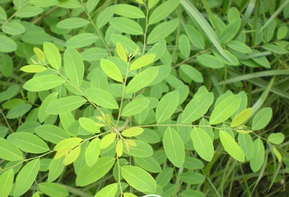 Lá phèn đen có tác dụng thanh nhiệt giải độc, sát trùng, lợi tiểu, tiêu viêm. Ảnh: baovesuckhoe365.com.