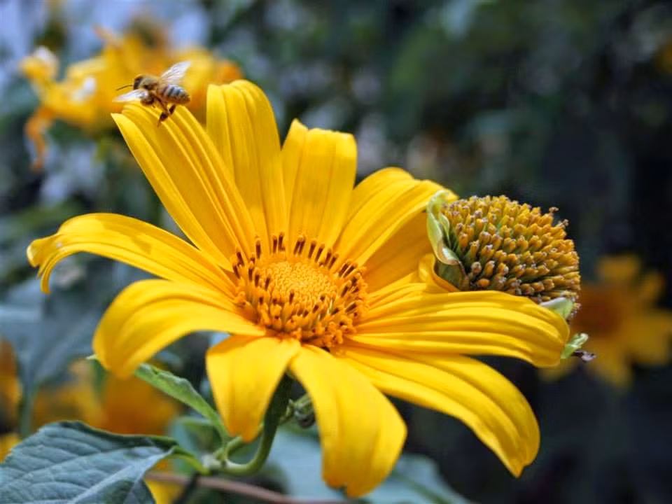 Hoa dã quỳ ở Việt Nam thường nở vào chớm đông, có màu vàng cam rất rực rỡ. Người ta thường nói rằng hoa dã quỳ nở là báo hiệu cho một mùa khô đã đến. Ảnh: Blog tình yêu.
