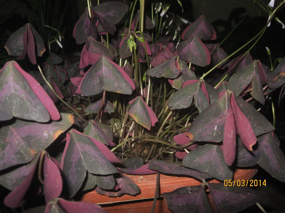 Một số đặc điểm của cây ngải bướm: thân cây có nhiều lông, lá giống hình bươm bướm đang bay nên được gọi là cây ngải bướm, hoa có màu tím còn quả hình xoắn và có nhiều hạt. Ảnh: buangaiplus.