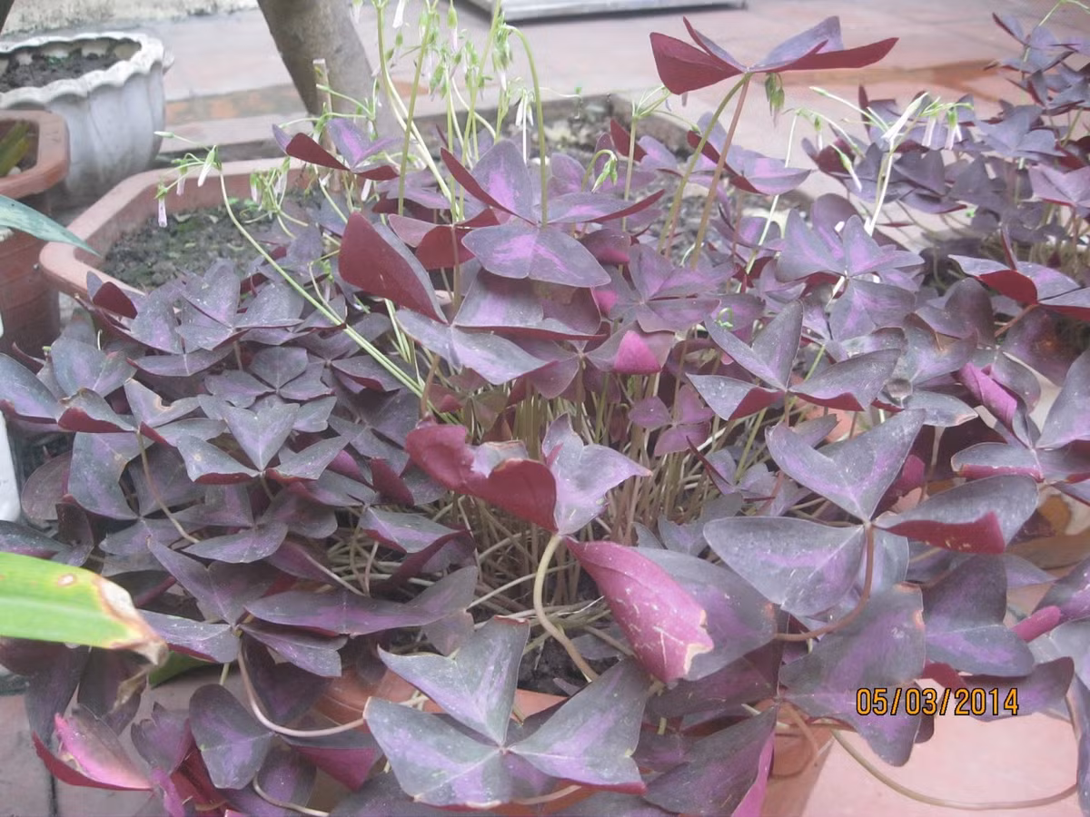 Sau đây, Kiến Thức sẽ giới thiệu một số bài thuốc lợi tiểu thông mật từ cây ngải bướm và các công dụng khác của loại cây này để bạn tham khảo. Ảnh: buangaiplus.