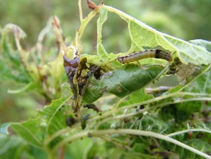 Sâu trên cây dâu. Đây là loại ấu trùng của một loại xén tóc sống trên cây dâu tằm. Để lấy được loại sâu này phải đục lỗ thân cây để lấy những con to. Những con sâu dâu rất béo ngậy, ăn có vị mặn và đặc biệt không độc hại. Chính vì thế mà dân gian tận dụng nó chữa nhiều loại bệnh. Ảnh: Vietseri.