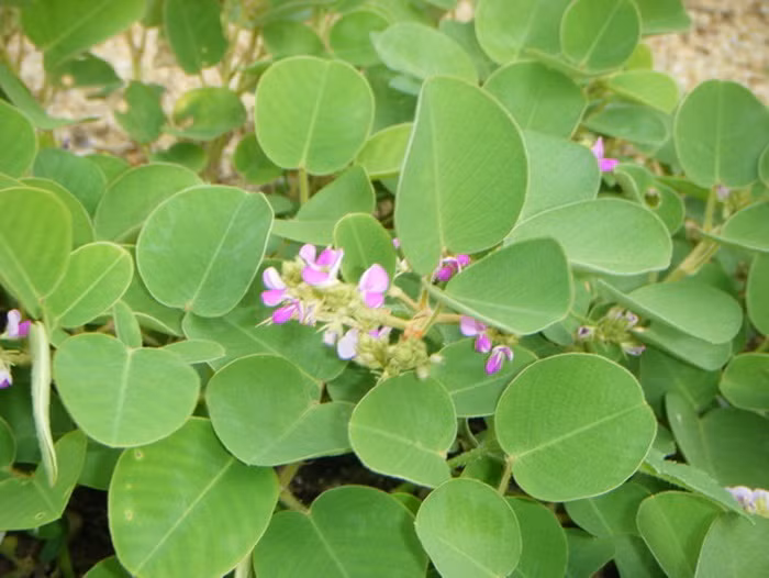 Kim tiền thảo. Cây này còn được gọi là vẩy rồng, mắt trâu, đồng tiền lông. Cây kim tiền có vị ngọt, tính mát, có tác dụng thanh nhiệt giải độc, lợi niệu, thông đờm. Dùng 30g kim tiền thảo, 20g cây râu mèo, 12g rễ cỏ tranh, 10g mã đề nấu cùng 750ml nước sắc còn 200ml chia làm 2 lần, uống trước bữa ăn. Dùng trong 30 ngày. Ảnh: Chuthapdo.