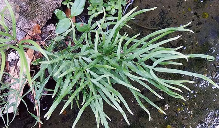 Cỏ phượng vĩ. Còn có tên cỏ seo gà, lá xòe như đuôi gà thường mọc ở nơi ẩm thấp, bãi đất hoang. Có thể dùng loại cỏ này để chữa viêm đường tiết niệu. Liều dùng: 30g cỏ seo gà, 20g lá mã đề 20g rau sam, 16g cam thảo đất sắc mỗi ngày 1 thang lấy nước uống mỗi 2-3 lần. Ảnh: Tapchidongy.