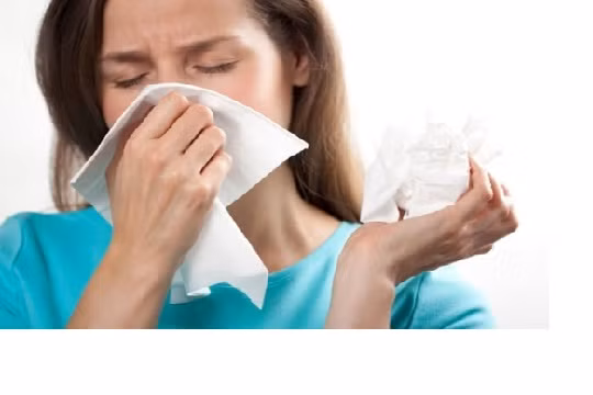  8. Làm giảm các vấn đề hô hấp. Cúc dại còn được sử dụng để làm giảm các triệu chứng đường hô hấp trên như viêm xoang cấp tính, bạch hầu, lao, bệnh ho gà.