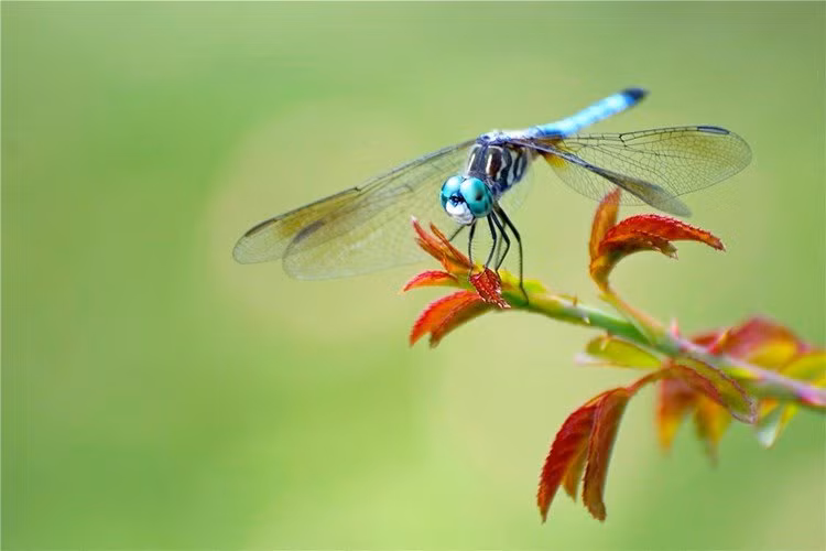 Loài chuồn chuồn này vị ngọt, tính hơi lạnh, có công dụng bổ thận ích tinh, thanh nhiệt giải độc, tiêu thũng, chỉ khái định suyễn, thường được dùng để chữa liệt dương, di tinh, hầu họng sưng đau, hen suyễn, ho gà... Ảnh: KhoaHoc.tv.