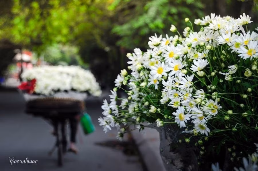 Trên những con đường, từng vòng xe đầy ắp cúc họa mi như muốn chở đông về Hà Nội, hòa trong gió mùi khoai nướng thơm lừng làm người qua không khỏi xốn xang. Ảnh: Cao Anh Tuấn.