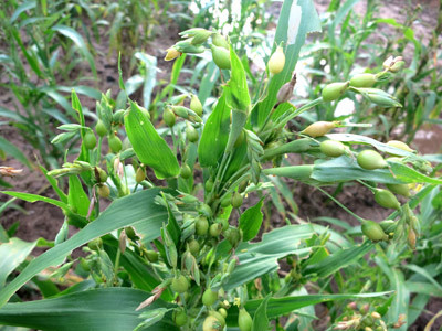 Sau đây là 7 bài thuốc chữa bệnh tuyệt vời từ cây bo bo an toàn và tốt cho sức khỏe, bạn có thể tham khảo.