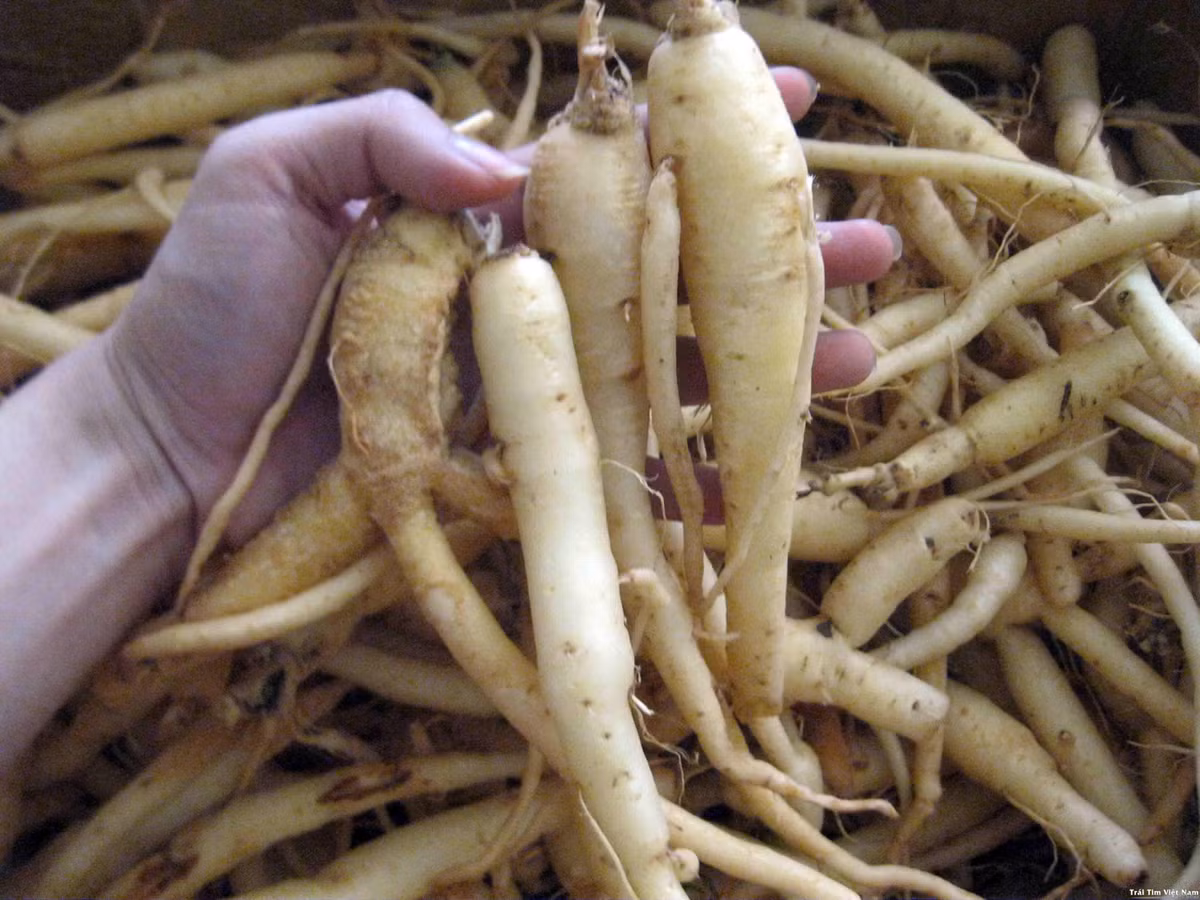 4. Người bị mệt mỏi, đi phân sống, khó tiêu hoặc thường hay đi lỏng nên áp dụng bài thuốc từ gạo tẻ với đẳng sâm. Chế biến bài thuốc và sử dụng bằng cách nấu cháo tương tự như trên. Ảnh: Sức khỏe đời sống. 