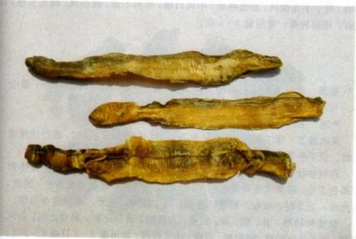 Người ta cắt bỏ phần đầu và đuôi để tuốt hết ruột giun ra và đem rửa sạch ruột bằng nước muối hay nước nóng rồi đem phơi hoặc sấy khô. Ảnh: Vuisong.