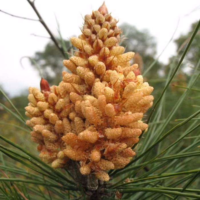 Phấn hoa thông. Để dùng hoa thông làm thuốc thì thường vào tháng 4-5 khi hoa thông nở rộ, ngắn lấy phơi khô rồi sàng lấy phấn, loại bỏ các tạp chất sẽ được bột mịn màu vàng nhạt, sờ có cảm giác trơn không dính tay. Ảnh: Alibaba.