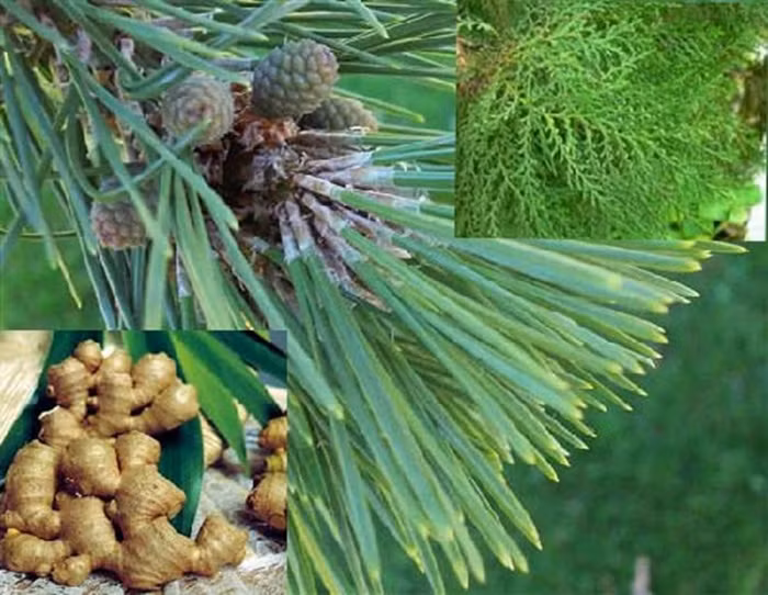 Chống rụng và làm đen tóc. Dùng 500g lá thông, 200g lá trắc bạch diệp, 100g gừng tươi ngâm cùng 3 lít rượu trong 30-50 ngày. Dùng rượu này bôi lên da đầu sẽ có tác dụng kích thích mọc tóc, chống rụng tóc, sát trùng, chống ngứa, diệt gàu và làm đen tóc.