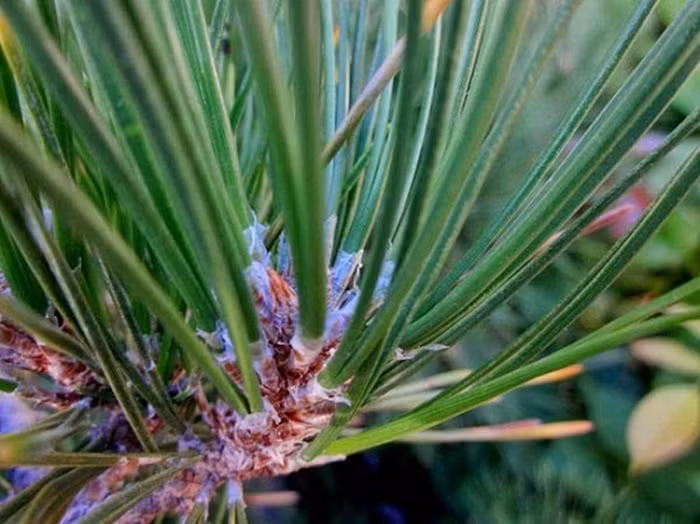 Lá thông. Theo Đông y, lá thông (tùng mao) có vị đắng, tính ấm, có tác dụng trừ phong thấp, sát trùng, chống ngứa, kích thích tóc mọc nhanh. Dùng lá thông kết hợp một số loại lá khác như long não, lá khế, thanh hao để nấu nước tắm sát khuẩn. Hoặc lấy vỏ cây thông và vỏ cây sung (tỷ lệ 1:1) để đốt thành than, tán nhỏ, rây bột mịn và rắc vào chỗ bị thương. Ảnh: Sức Khỏe Thời Đại.