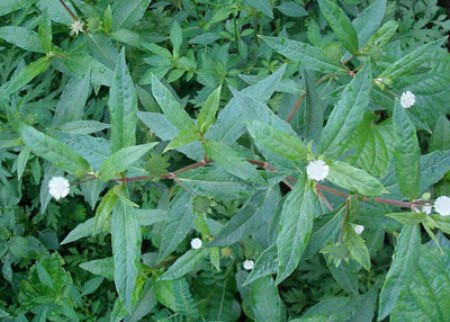 Cach ha sot cho tre bang 5 loai la de kiem-Hinh-3