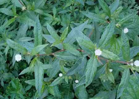 Cách hạ sốt cho trẻ bằng 5 loại lá dễ kiếm - Hình 3 Cach ha sot cho tre bang 5 loai la de kiem-Hinh-3