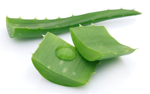 Lô hội. Đây là một loại cây mọng nước nhiệt đới có chứa một loại gel được vắt từ lá. Các gel của cây lô hội có tác dụng chữa bệnh hiệu quả, có thể xoa dịu vết bỏng rát. Nó cũng chứa chất chống nấm và chống vi khuẩn, làm dịu eczema. Ngoài ra, nước lô hội dùng để xúc miệng tốt cho răng, uống thì giảm táo bón.