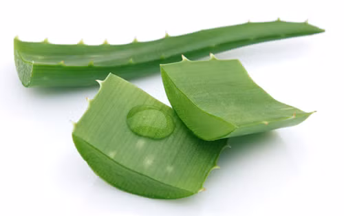 Lô hội. Đây là một loại cây mọng nước nhiệt đới có chứa một loại gel được vắt từ lá. Các gel của cây lô hội có tác dụng chữa bệnh hiệu quả, có thể xoa dịu vết bỏng rát. Nó cũng chứa chất chống nấm và chống vi khuẩn, làm dịu eczema. Ngoài ra, nước lô hội dùng để xúc miệng tốt cho răng, uống thì giảm táo bón.