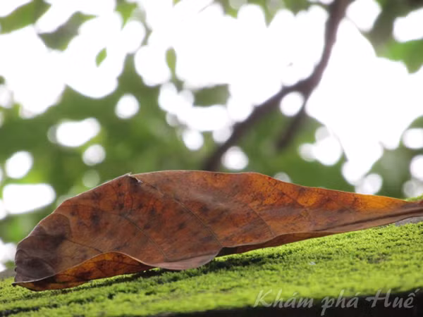 Mùa đông xứ Huế không chỉ có mưa mà còn có sương giăng khắp lối, mờ đục một miền quê lịch sử. Có cái nắng bất chợt nhưng ngọt đến nao lòng cùng lũ trẻ con đi ngắm “chuồn chuồn bay cao” và có cả những lúc “mưa vẫn mưa bay…” bên những con đường hoa sữa thơm, một mùi thơm dậy hương chứ không bảng lảng như Hà Nội… Ảnh: Kim Syrjämäki.