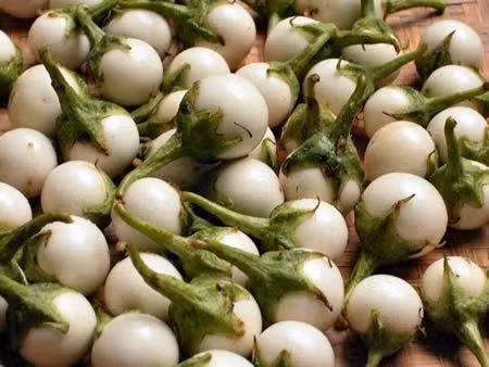 Chúng ta thường sử dụng cà pháo trong các bữa ăn hàng ngày nhưng ít người biết đến công dụng chữa bệnh hiệu quả của nó. Ảnh: lamsao.com.