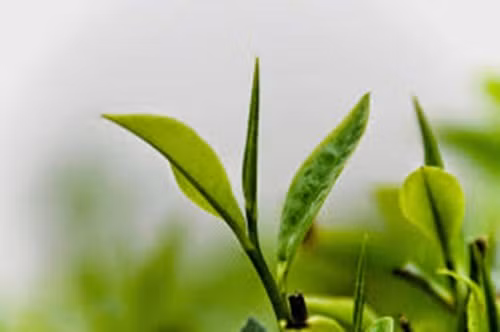 Lá trà xanh. Từ lâu, trà xanh đã được chứng minh có tác dụng giảm cân rất hữu hiệu. Bởi trong lá trà có hoạt chất chống oxy hóa Epigallocatechin gallate có thể đốt cháy chất béo. Ảnh: Cuocsongmuonmau.