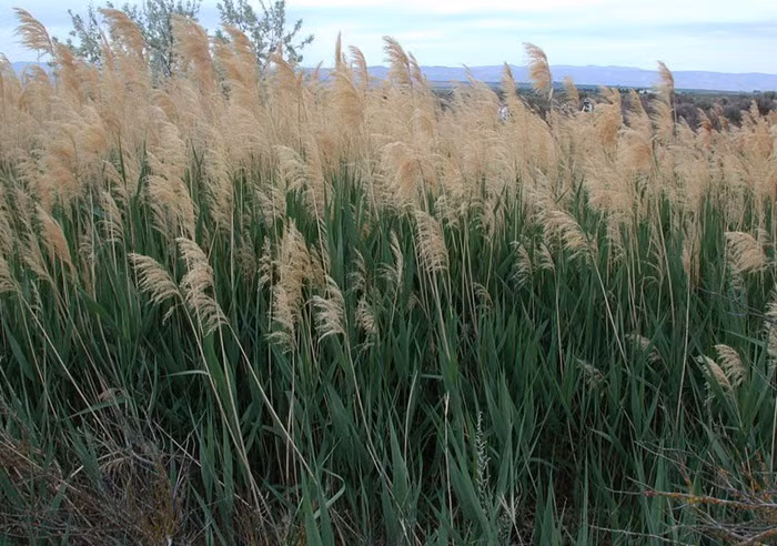 Cây sậy là loại cây thuộc họ lúa, có thân đặc, mọc hoang khắp những nơi ẩm ướt. Nó được xem như là cây cỏ dại nhưng ít ai biết cây sậy dùng làm thuốc chữa bệnh rất hiệu quả. Ảnh: Ydvn.