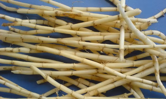 Rễ của cây sậy rất dài và khỏe. Để dùng làm thuốc, người ta đào lấy những rễ mập, sắc trắng mềm và nhấp vị hơi ngọt, tốt nhất nên chọn những cây mọc nơi nào ẩm ướt. Dùng những rễ này về phơi khô. Khi đó, rễ cây này được gọi là lô căn.